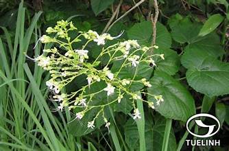 Clerodendrum petasites